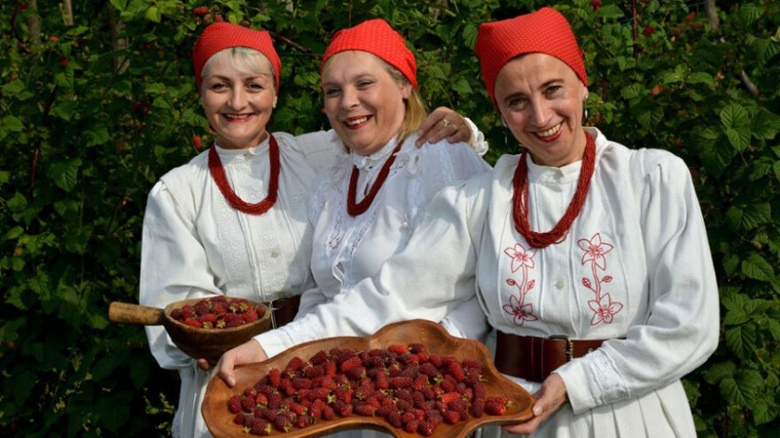 Visoki prinosi Tayberry-a na OPG Humljak u Zagorju