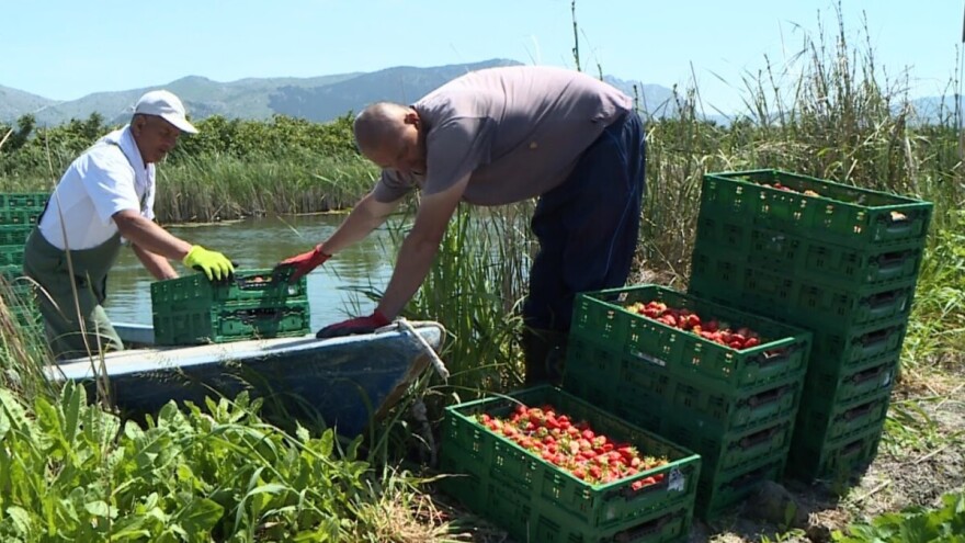 Pola vodećih proizvođača jagoda dolazi iz jednog grada. I ne, nije Vrgorac u pitanju