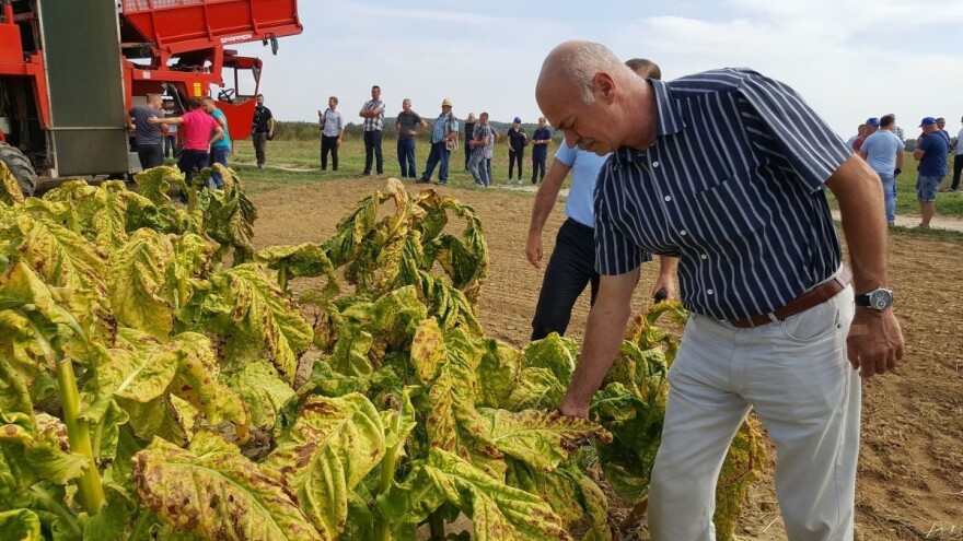 Isplaćena najviša cijena za duhan ikada postignuta u Hrvatskoj!