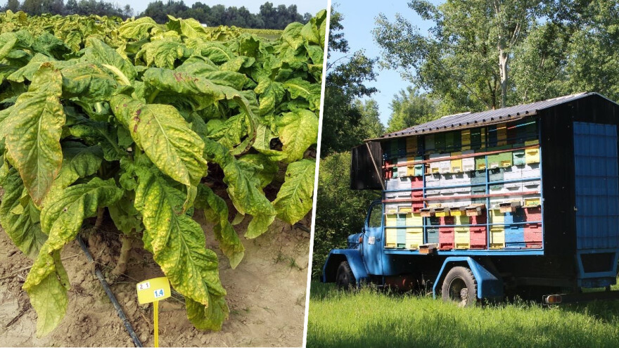 Populizam ili zdrav razum - zašto je duhan osjetljiv sektor u poljoprivredi, a pčele nisu?