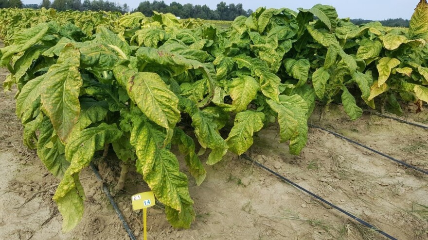 Jubilarni 20. Dan polja duhana