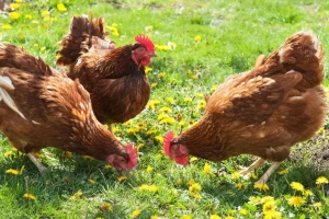 U Gorskom kotaru uskoro najveća farma nesilica u slobodnom načinu držanja