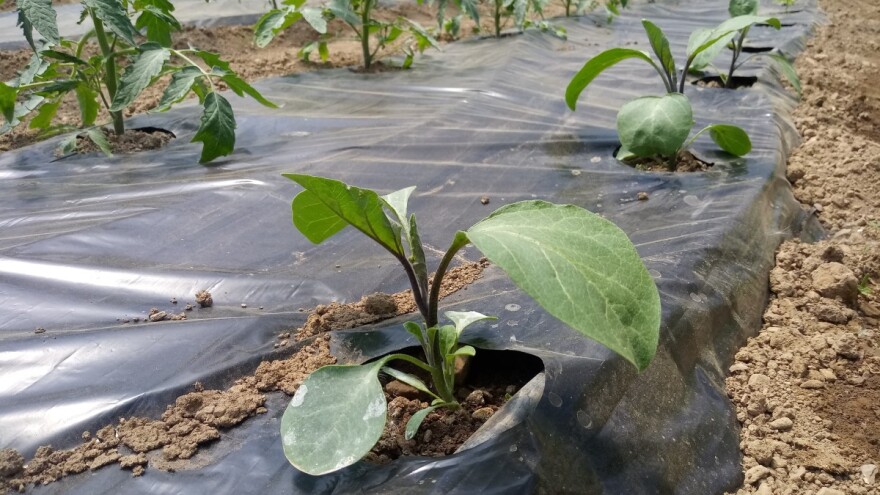 Patlidžan: Uklonite par plodova dok su još mali, to će osigurati da bude krupan i napredan!