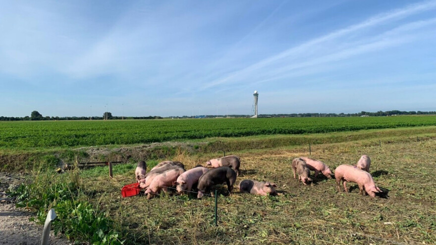Svinje kao strašila za ptice u amsterdamskoj zračnoj luci