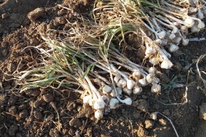 Vukovarsko-srijemska županija potiče proizvodnju češnjaka i mlijeka: osigurano 1.600 kg češnjaka za 15 OPG-a