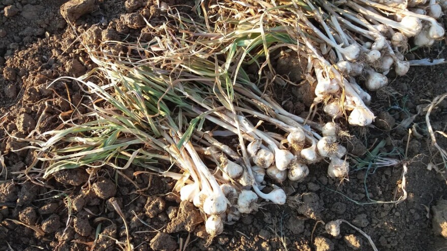 Vukovarsko-srijemska županija potiče proizvodnju češnjaka i mlijeka: osigurano 1.600 kg češnjaka za 15 OPG-a