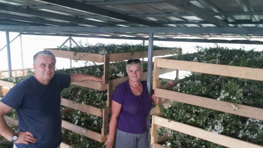 Ljekovito bilje iz Bihaća stiglo u Dubai i Abu Dabi