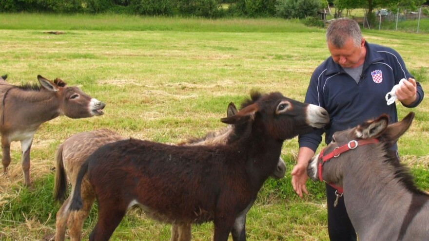 Jozo Lužanac: U Hrvatskoj je jako teško naći rasplodnog, čistokrvnog magarca