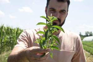 Odredba o steviji koči uzgoj i prodaju
