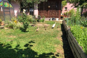 Puževe u vrtu otjerajte pomoću patki, a i neće vam dirati povrće
