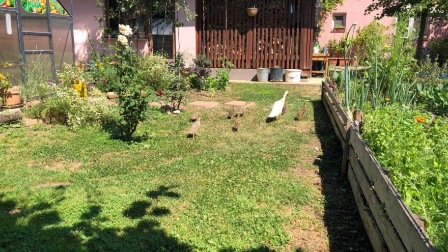 Puževe u vrtu otjerajte pomoću patki, a i neće vam dirati povrće