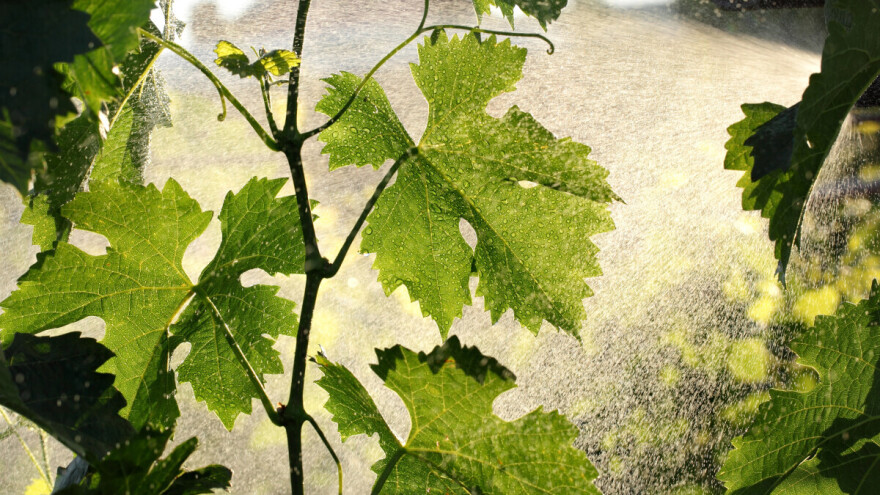 Sad je momenat za suzbijanje sive plijesni grožđa