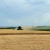 Cene pšenice padaju: Za novu žetvu smanjene za 16 evra/t