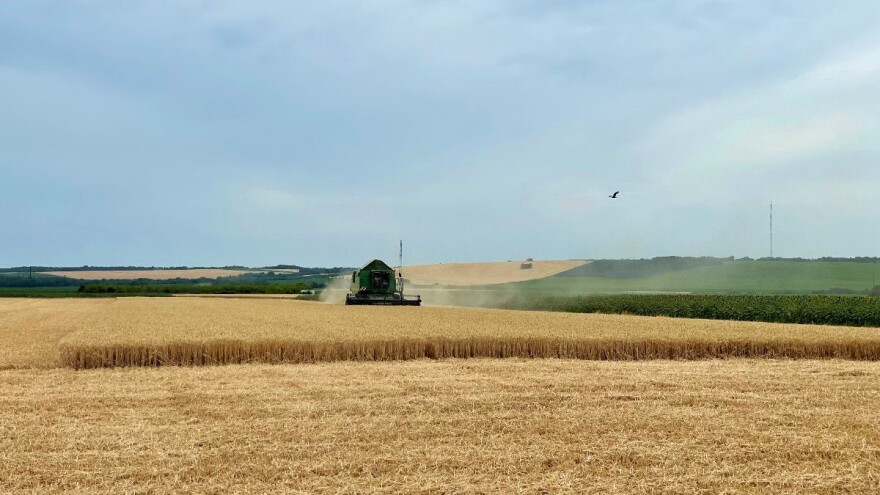 Cene pšenice padaju: Za novu žetvu smanjene za 16 evra/t