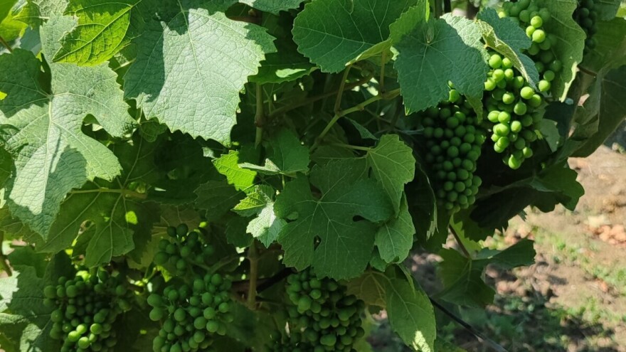 Znate li kako se razvijaju zelene bobice grožđa i koliko to traje?