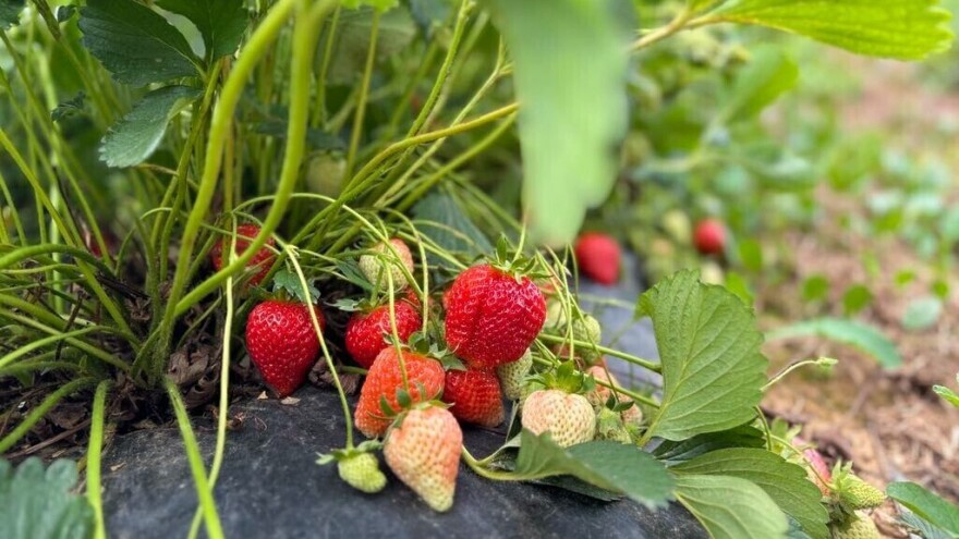 Evo 7 savjeta za uspješnu sadnju frigo sadnica jagode