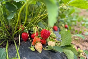 Top 7 savjeta za uspješnu sadnju frigo sadnica jagode