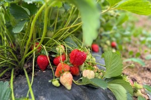 Top 7 savjeta za uspješnu sadnju frigo sadnica jagode