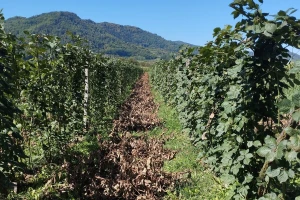 Zaštita kupine nakon berbe: Koje mjere primijeniti?