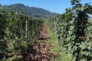 Zaštita kupine nakon berbe: Koje mjere primijeniti?