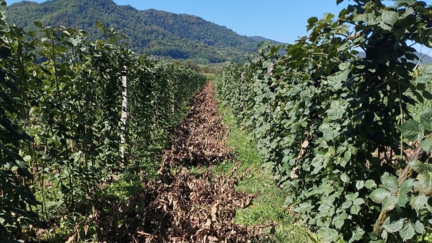 Zaštita kupine nakon berbe: Koje mjere primijeniti?