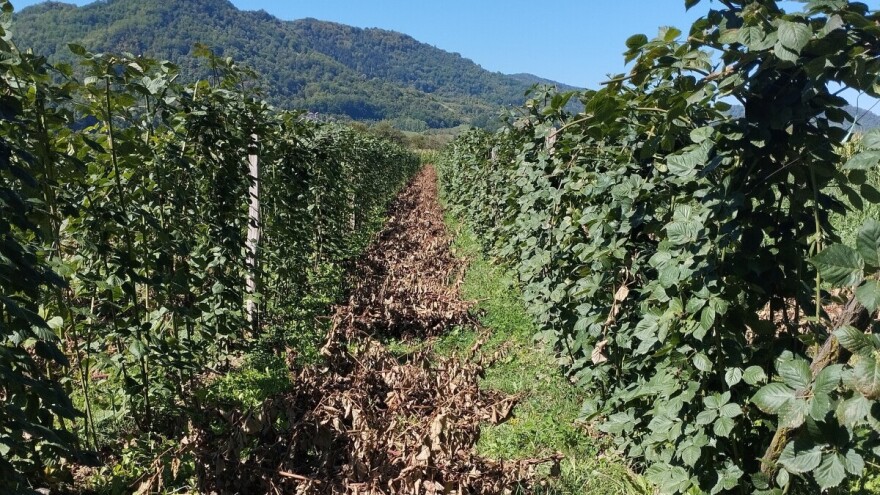 Zaštita kupine nakon berbe je važna. Koje mere primeniti?