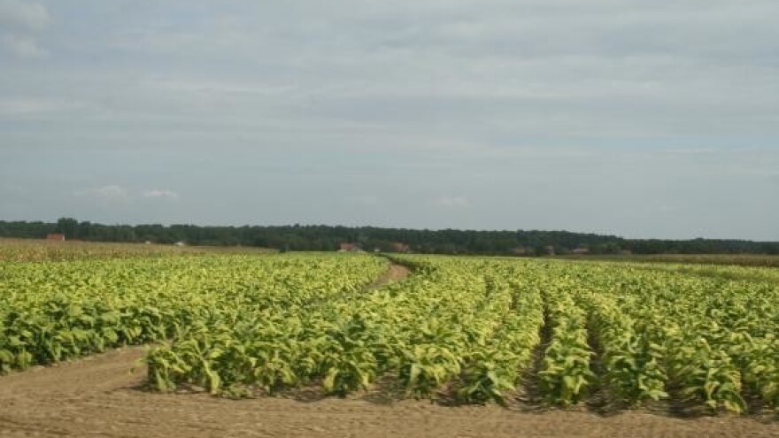 Završen otkup duhana u Podravini i Slavoniji