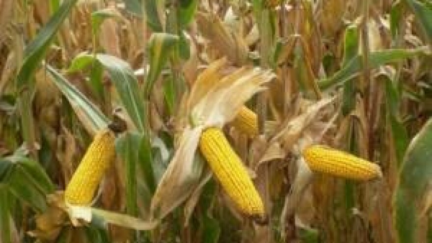 Vulkanskim kamenjem do vrhunskog prinosa