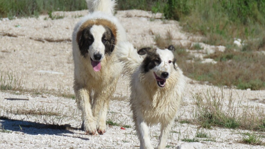 Tornjak napokon priznat kao pasmina!