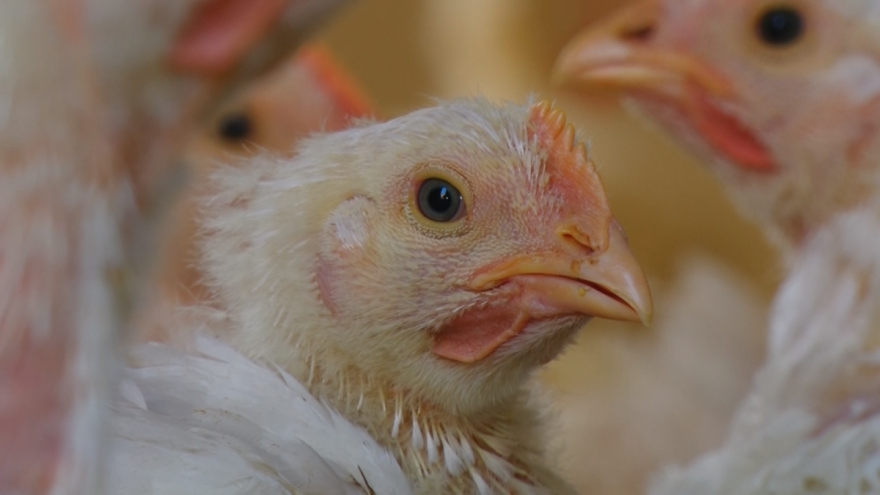 Problemi u živinarstvu: Od kvaliteta jednodnevnih pilića do cene