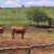 Što nedostaje farmi sretnih krava koju čuva 60 kilometara električnih pastira?