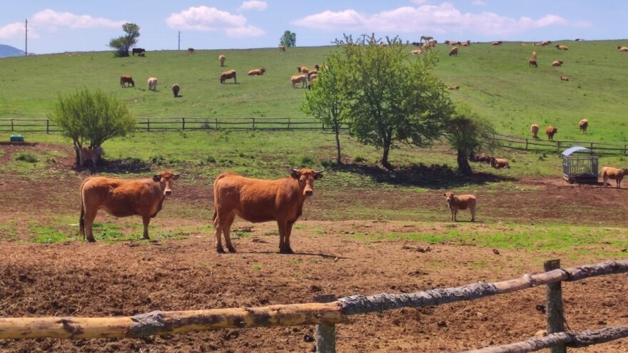 Što nedostaje farmi sretnih krava koju čuva 60 kilometara električnih pastira?