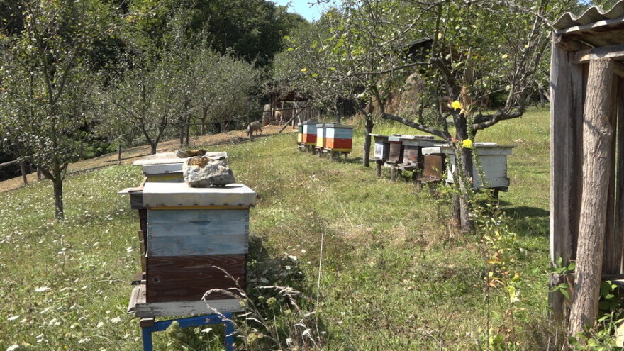 Profesor Zoran Mijić, dugogodišnji pčelar, pravi medovaču i hilandarsku lozu