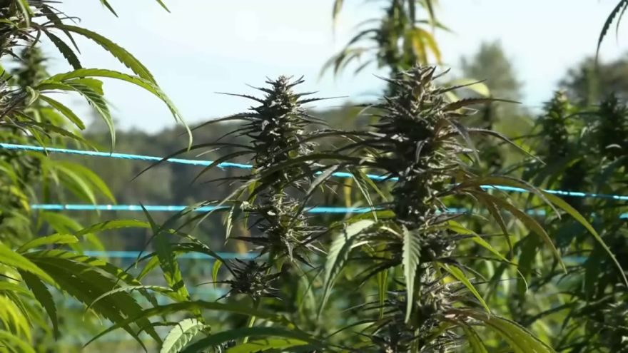 Nasadi biodinamičke industrijske konoplje šire se hrvatskim poljima