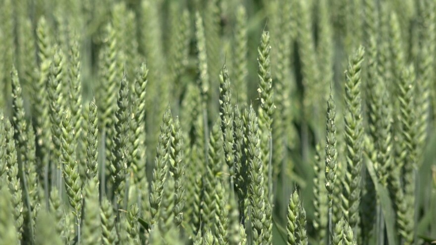 Vladimir Aćin: Kakve pšenice ima po Srbiji - u Podrinju i više nego dobra