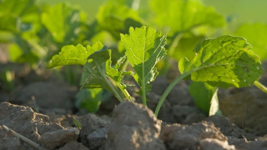 Najviši prinos uljane repice bez pritiska korova?