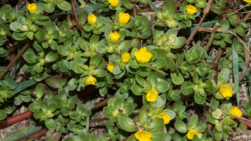 Portulak je bogat izvor omega 3 masnih kiselina, u Kini ima status povrća za dug život