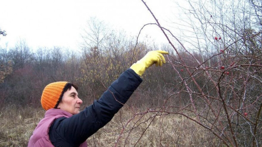 OPG Sokić - od nule do raja za vegane