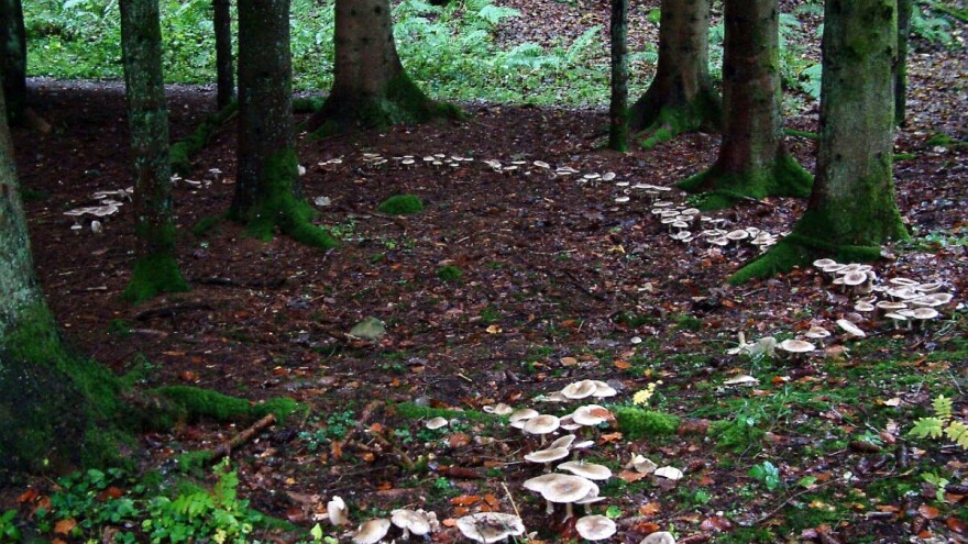 Vilino kolo - zanimljiva prirodna pojava