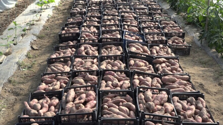 Jedini proizvođač batata u Semberiji: Isplativiji je od običnog krompira