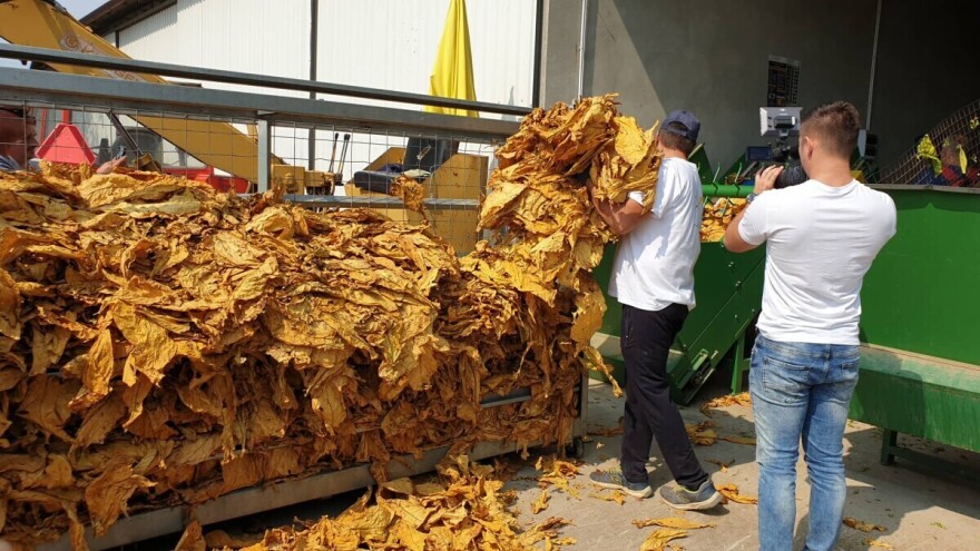 Prednost strojne berbe je brzina, ali ručna berba duhana daje kvalitetniji proizvod