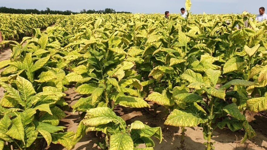 Udruga Krupan list: Cijene svih ratarskih kultura rastu, jedino duhan zaostaje za 40 posto