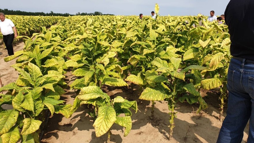 Liberalizacijom proizvodnje do zaustavljanja pada broja proizvođača duhana