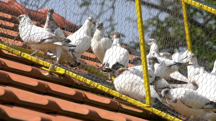 Golubarstvo: Zahtevan, ali i hobi za uživanje