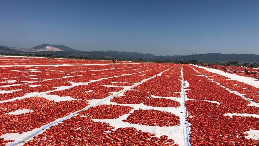 Zadivljijući prozori: Crvena turska polja sušenog paradajza