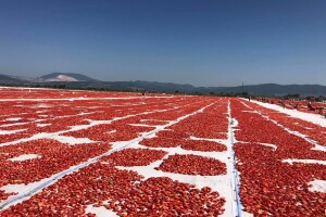 Zadivljujući prizori: Sušenje rajčica na suncu obojalo turska polja u crveno