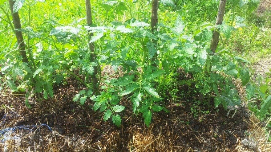 Mali vrt u slami – jednostavan uzgoj povrća i na lošijim zemljištima