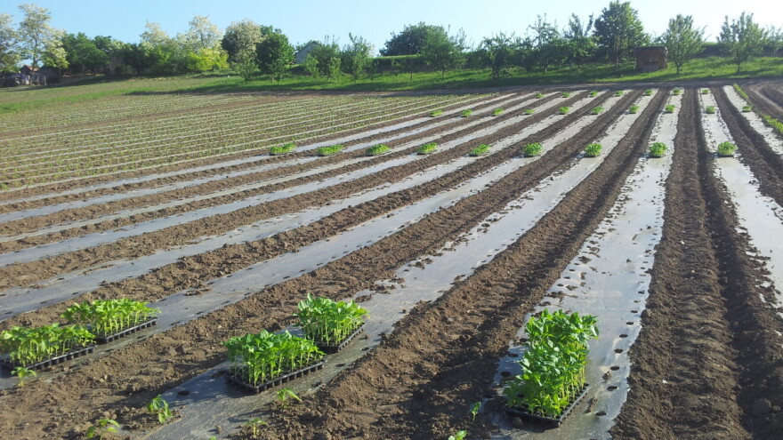 Šta se sije i sadi u maju?