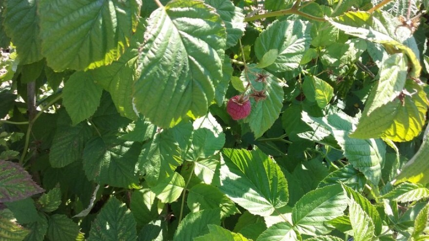 Umesto kukurza - malinjaci