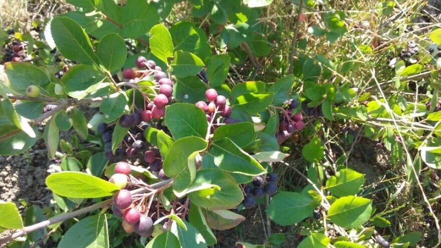 Aronija "opčinila" Sremce